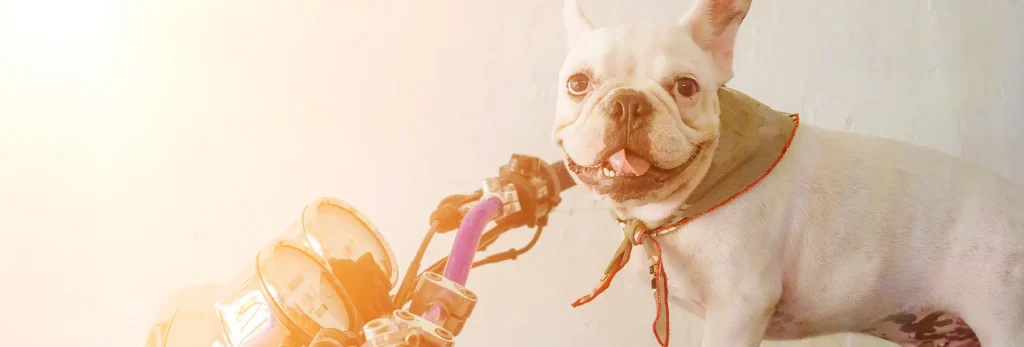 Cómo Transportar Tu Mascota en Motocicleta de Forma Segura