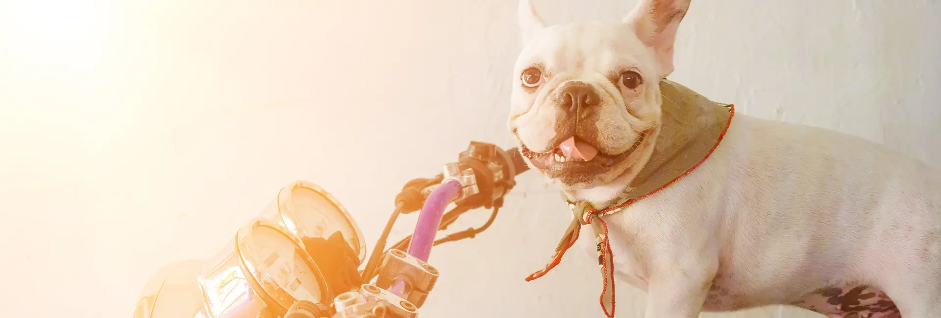 Cómo Transportar Tu Mascota en Motocicleta de Forma Segura